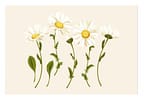 Placa Decorativa MDF Daisy 30x44cm - Design Up Living