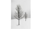 Placa Decorativa MDF Inverno 30x44cm - Design Up Living