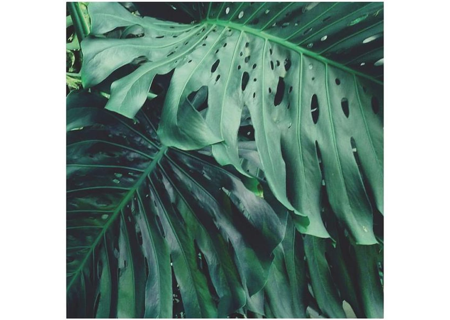 Placa Decorativa MDF Folhagens Costela Adão 29x29cm Design Up Living