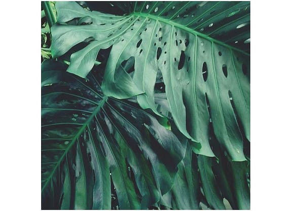 Placa Decorativa MDF Folhagens Costela Adão 29x29cm Design Up Living