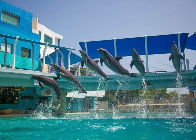 Nadar com Golfinhos no Cancun Aquarium