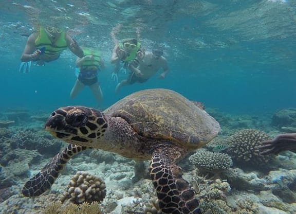 Presentes para a lua de mel Maldivas - Snorkeling Safari