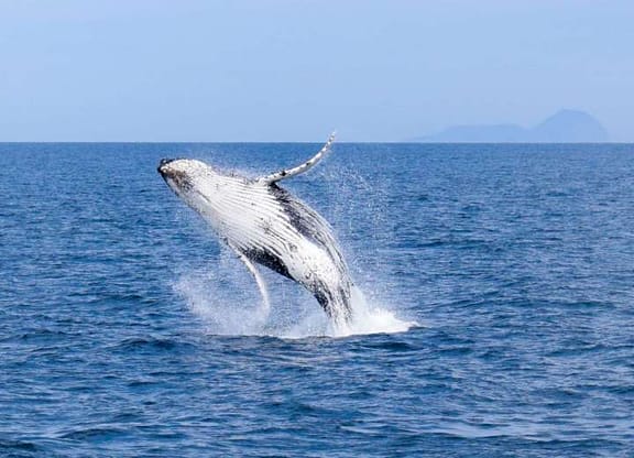 Presentes para a lua de mel Sydney - Cruzeiro de Baleias Wilsons Prom