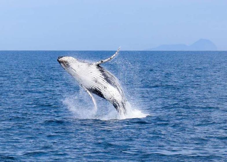 Sydney - Cruzeiro de Baleias Wilsons Prom