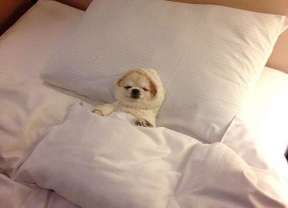 Presentes criativos Passe prioritário para o quarto de visitas