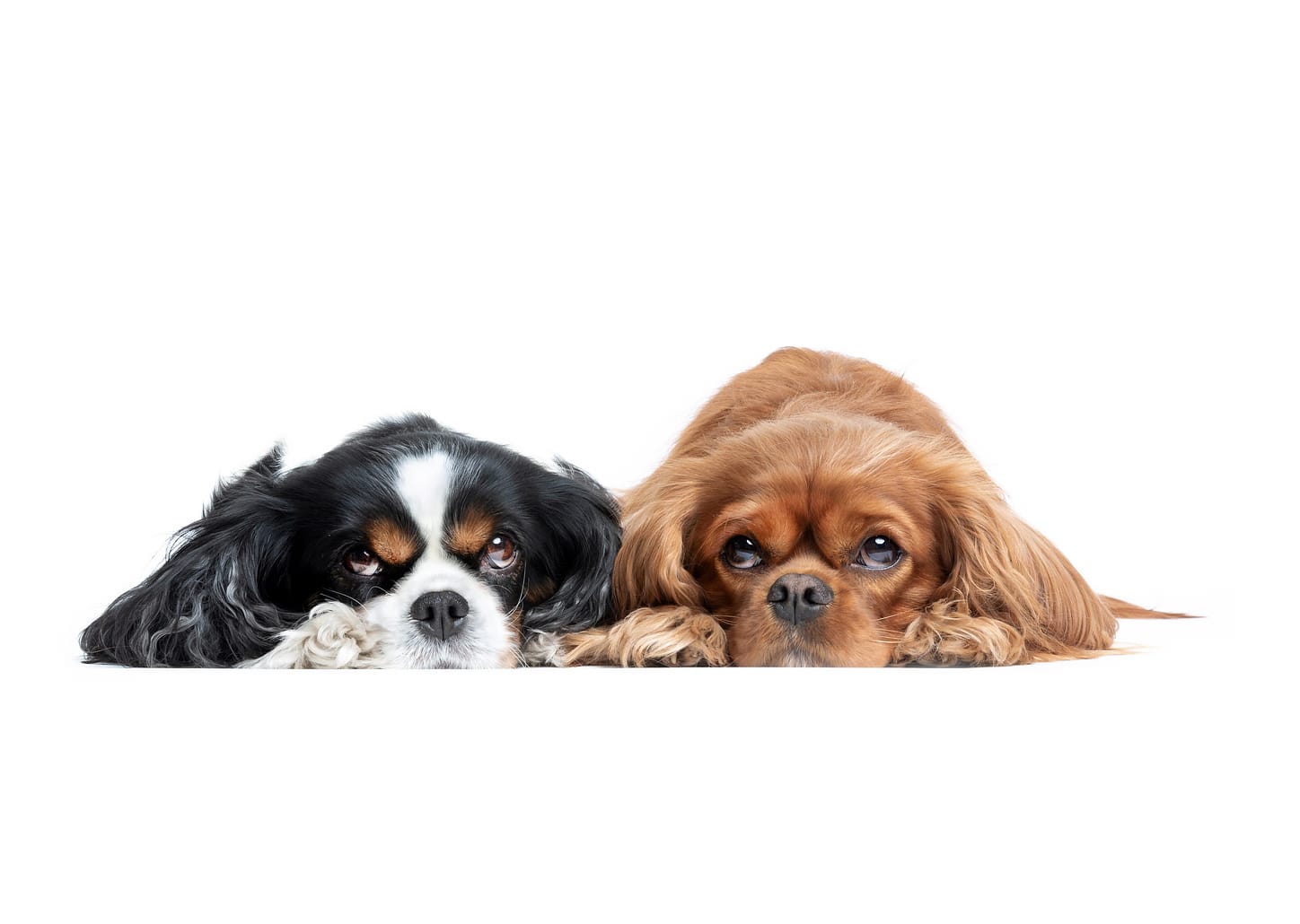 Diária - hotel para o pet do casal