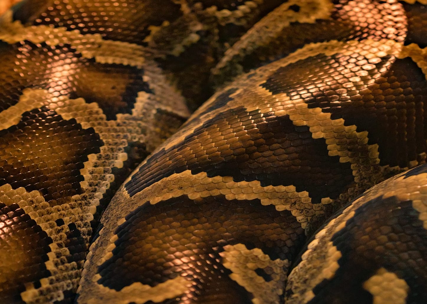 Stand up no Projeto Jibóia - casal